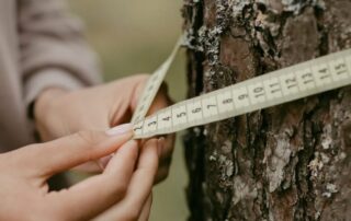 Measuring a tree's growth